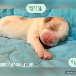 Preston - Fawn and white male Sheepadoodle puppy in Roseburg, Oregon from Sharon’s Sheepadoodle’s