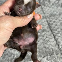 Precious - Liver and white female Shih Tzu puppy in Ocala, Florida from Mimi's Shih-tzus of Ocala