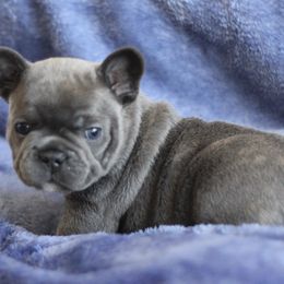 Borealis - Blue French Bulldog puppy in Grand Rapids, Michigan from Delavan Sisters French Bulldogs