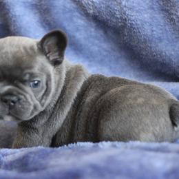 Borealis - Blue French Bulldog puppy in Grand Rapids, Michigan from Delavan Sisters French Bulldogs