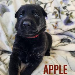 Apple - Bi-color female German Shepherd puppy in Harwood, Maryland from Reddington Shepherds