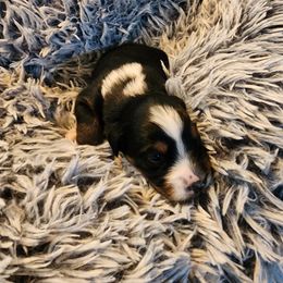 Australian Shepherd Puppies from Steel Magnolia Aussies