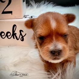 Boy 2 green - Tan male Yorkshire Terrier puppy in Machesney Park, Illinois from Three Yorkie Family