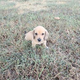 Edison - Cream male Dachshund puppy in Hartville, Missouri from Aimee C. Doxies