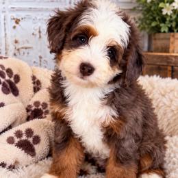 Hazel - Blue merle female Bernedoodle puppy in Saint Francis, Kansas from Land of Oz Doodles
