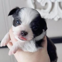 Axel - Black and tan male Chihuahua puppy in Harrison, Michigan from Cloud9 Chihuahuas