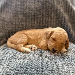 Finn - Apricot male Goldendoodle puppy in Fayetteville, Arkansas from Mountain Grove Doodles