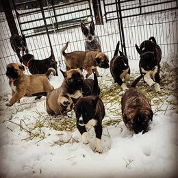 Anatolian Shepherd Dog and Australian Cattle Dog Puppies from 4D Cattle Dogs
