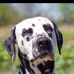 Lucca - Dalmatian