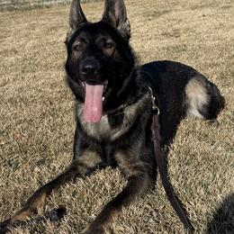 Onyx - German Shepherd puppy in Encampment, Wyoming from Buckelwürmer German Shepherds