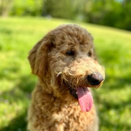 Boy 2 - Apricot Goldendoodle puppy in Powell, Tennessee from Melhorn Manor & Farm Doodles