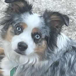 Miniature Australian Shepherds from Lake Mini Aussie’s