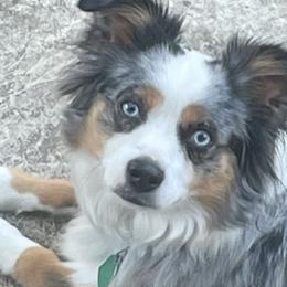 Miniature Australian Shepherds from Lake Mini Aussie’s