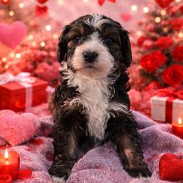 Everest - Sable female Bernedoodle puppy in Fort Meade, Florida from Baldwin Dood Ranch