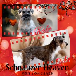 Keaton AKC - Salt and pepper male Miniature Schnauzer puppy in Pelzer, South Carolina from Schnauzer Heaven Von Longbach