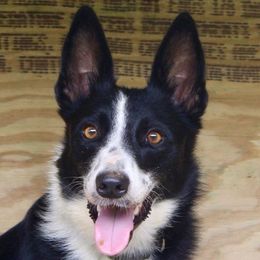 Gracie - Border Collie