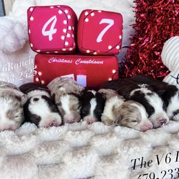 Aussiedoodle puppies from V6 Ranch Dogs