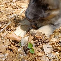 Shiloh Shepherd Puppies from Orchard Hills Shilohs