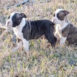 Boston Terrier Puppies from Day Root Enterprises Inc.