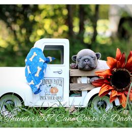 Dachshund and French Bulldog Puppies from Black Thunder 517 Cane Corso and Dachshunds