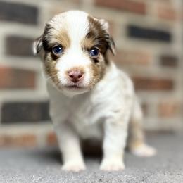 Charlie (ASDR and AKC) - Red merle male Miniature Australian Shepherd puppy in Stockton, Missouri from Kizmit Farmz