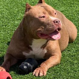 Cocoa - Brown female American Bully puppy in Puyallup, Washington from Gamer Bullyz