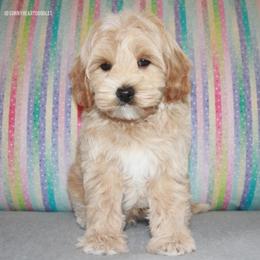 Polar - Apricot male Australian Labradoodle puppy in Hackettstown, New Jersey from Sunny Heart Doodles