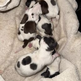 Blue dapple pie - Dapple male Dachshund puppy in Crab Orchard, Kentucky from Lucy’s legacy dachshunds