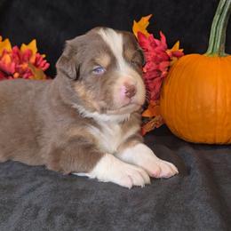 Red Tri Male 2 - Red tri-color male Australian Shepherd puppy in Crossville, Alabama from Bluff View Aussies