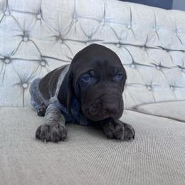 Boy 2 - Liver roan male German Shorthaired Pointer puppy in Dugspur, Virginia from Pilgrims Trails Shorthairs