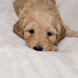 Goldendoodle Puppies from Lake Village Doodles