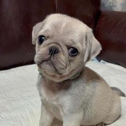 Light Blue Boy - White male Pug puppy in Elma, Washington from Kismet Kennels, Exclusively Pugs