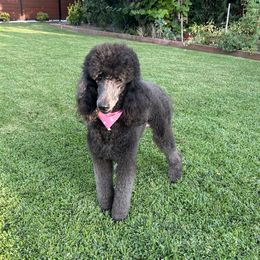 Mia - Poodle