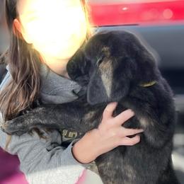 Girl 8 - Mastiff puppy in Frederic, Michigan from ACM Mastiffs