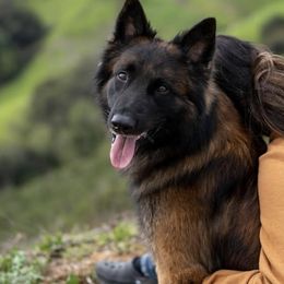 Belgian Tervuren from Golden Wind