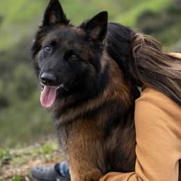 Belgian Tervuren from Golden Wind