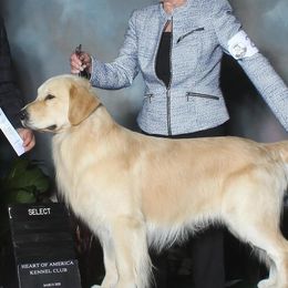 Golden Retrievers from Sunswept Goldens
