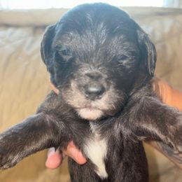 Girl 1 - Silver female Goldendoodle puppy in Holly, Colorado from Vida’s Loving Doodles