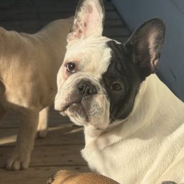 Wendy - White and brindle French Bulldog puppy in Philadelphia, Pennsylvania from Kiki Leigh Frenchies