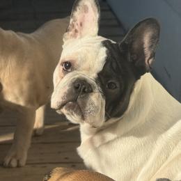 Wendy - White and brindle French Bulldog puppy in Philadelphia, Pennsylvania from Kiki Leigh Frenchies