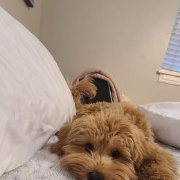 Rooster - Cavapoo