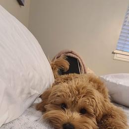 Rooster - Cavapoo