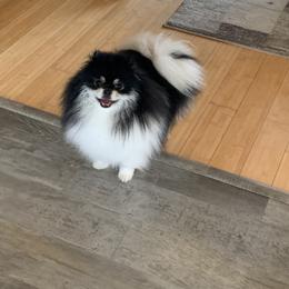 Pomeranians from Rachel’s Pomeranians