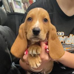Asher - Tan and white male Basset Hound puppy in Newton Grove, North Carolina from MGA Basset Hound