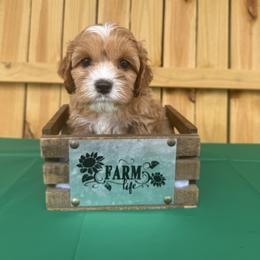 Scrappy-Doo - Red and white female Cockapoo puppy in Connersville, Indiana from MoonShine Babies
