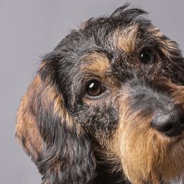 Dachshunds from Dawn's Dachshunds
