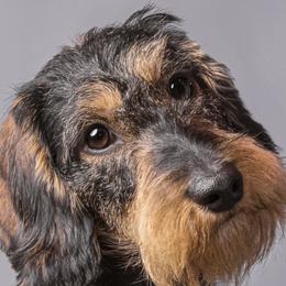 Dachshunds from Dawn's Dachshunds