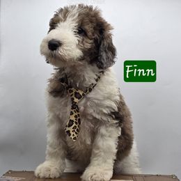 Finn - Merle Bernedoodle puppy in Neillsville, Wisconsin from Granton Creek