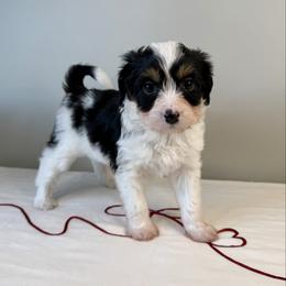 Anna - Black tri-color female Aussiedoodle puppy in Adams, Nebraska from Boxcar Doodles and Poodles