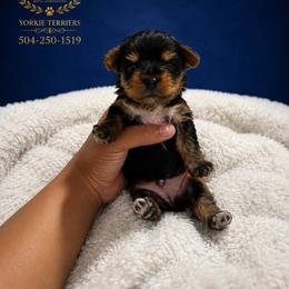GUCCI - Black and tan male Yorkshire Terrier puppy in New Orleans, Louisiana from ROYAL PAWS